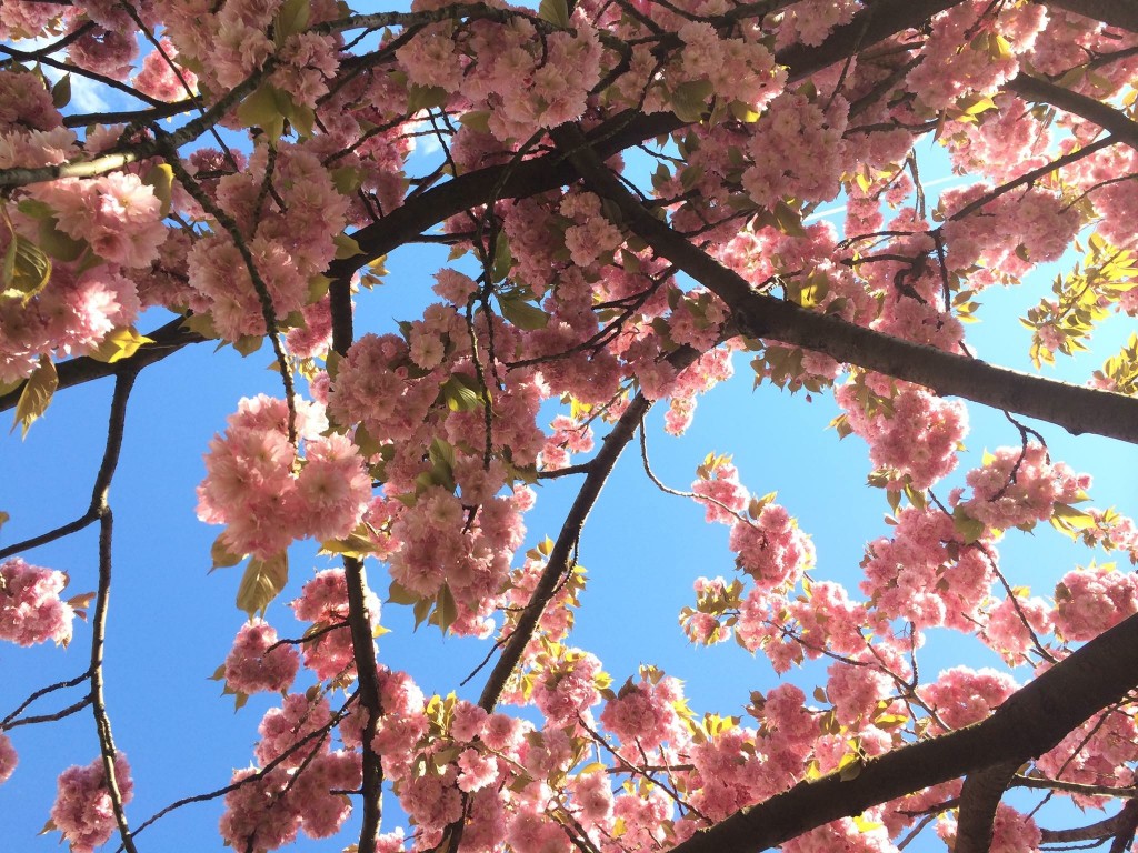 Cherry Blossom season